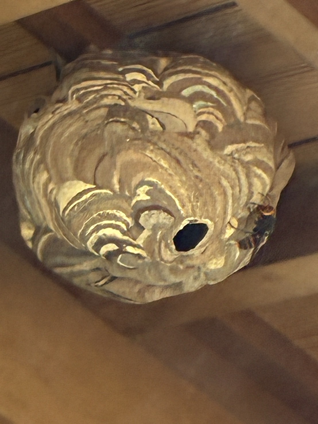 【住宅街の軒下にできたスズメバチの巣】